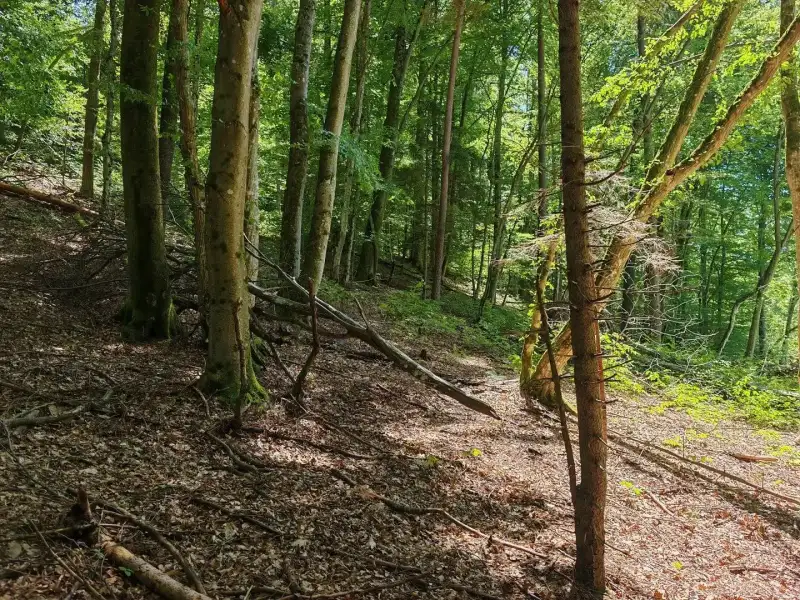 Eladó Mezőgazdasági terület – Felsőszölnök, Külterület