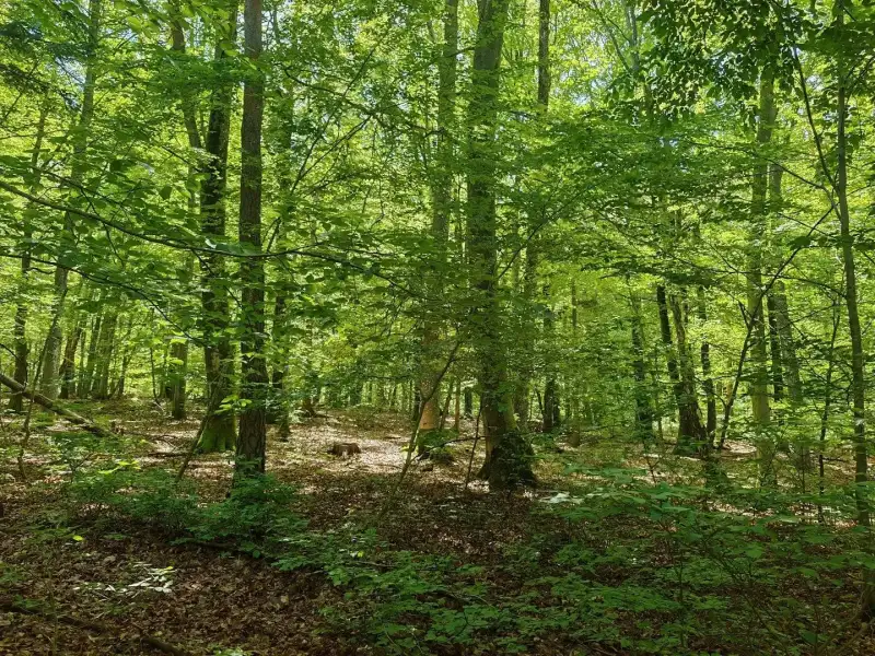 Eladó Mezőgazdasági terület – Felsőszölnök, Külterület
