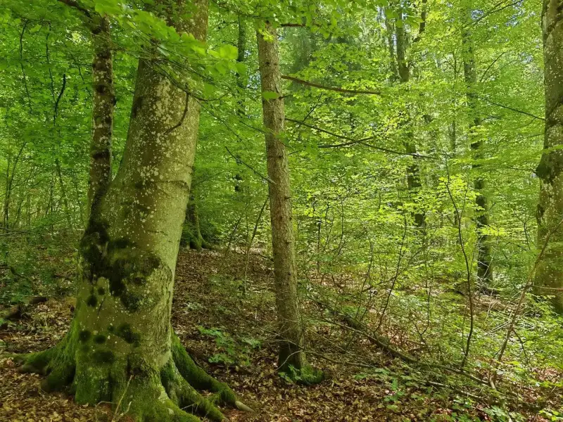 Eladó Mezőgazdasági terület – Felsőszölnök, Külterület