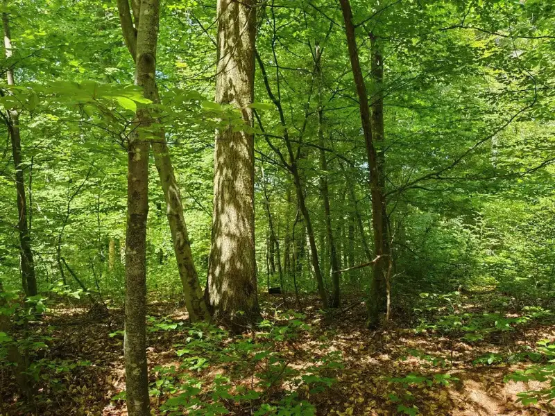 Eladó Mezőgazdasági terület – Felsőszölnök, Külterület