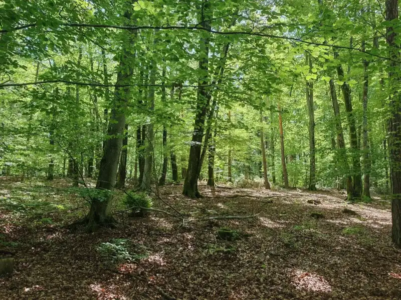 Eladó Mezőgazdasági terület – Felsőszölnök, Külterület