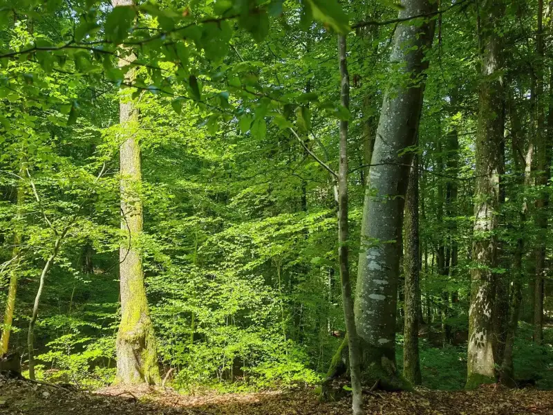 Eladó Mezőgazdasági terület – Felsőszölnök, Külterület