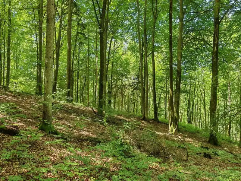 Eladó Mezőgazdasági terület – Felsőszölnök, Külterület