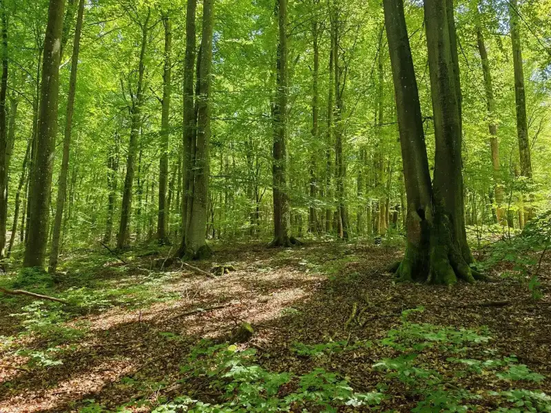 Eladó Mezőgazdasági terület – Felsőszölnök, Külterület
