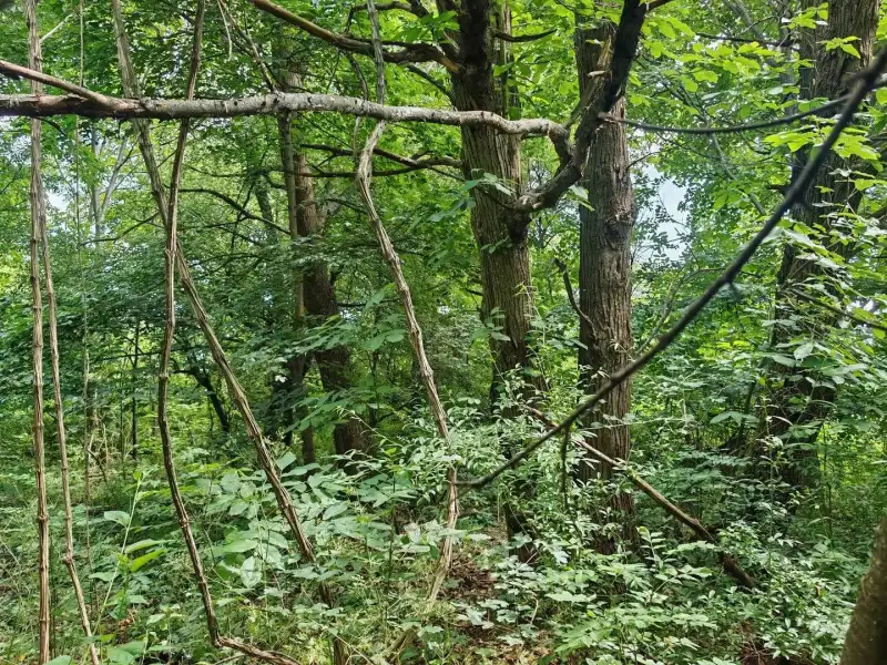 Eladó Mezőgazdasági terület – Felsőszölnök, Külterület